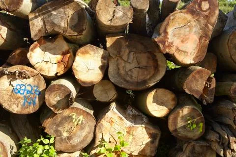 Pile of tree trunks Stock Photos