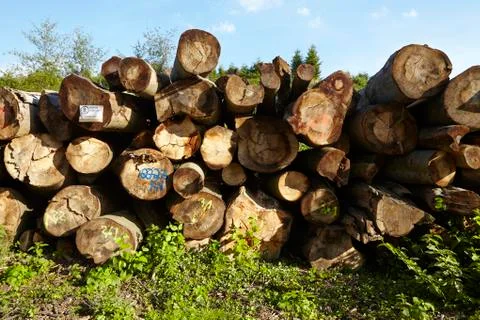Pile of tree trunks Stock Photos