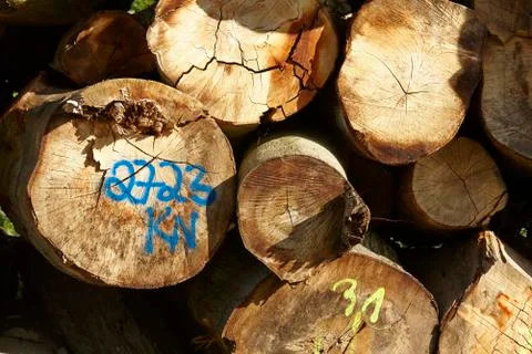 Pile of tree trunks Foto stock