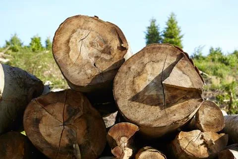 Pile of tree trunks Stock Photos