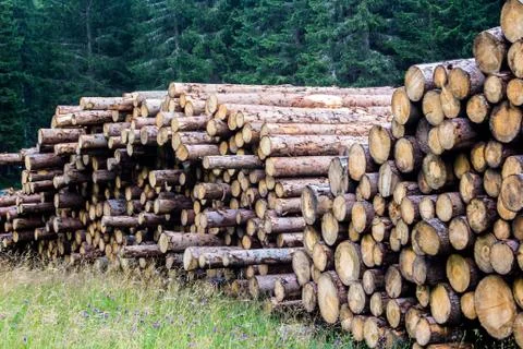 Pile of tree trunks Foto stock
