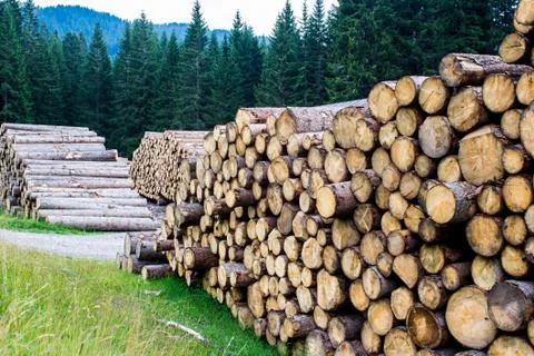 Pile of tree trunks Foto stock