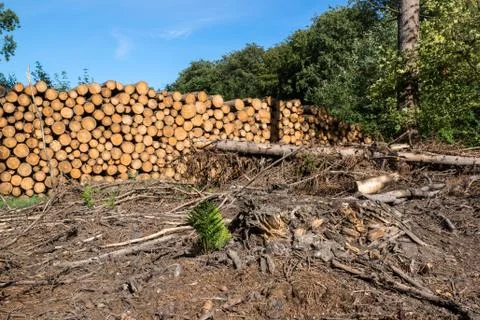 Pile of tree trunks Stock Photos