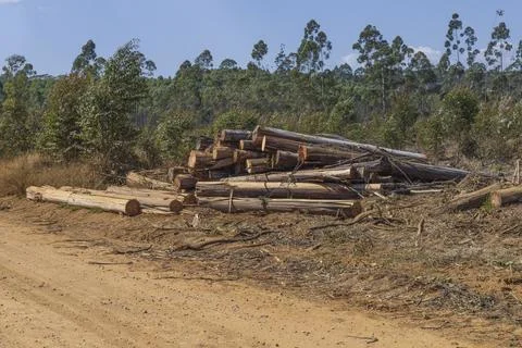 Pile of tree trunks recently cut down in a forest, Brazil. Stock Photos