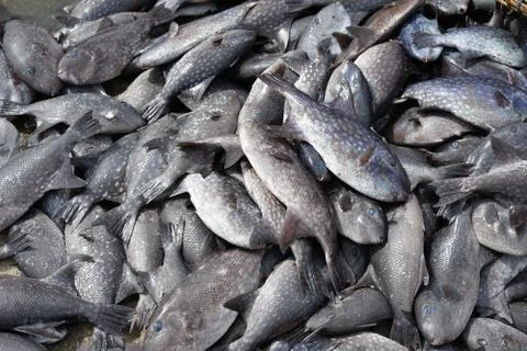 A pile of triggerfish (Abalistes stellaris) at fish market Stock Photos