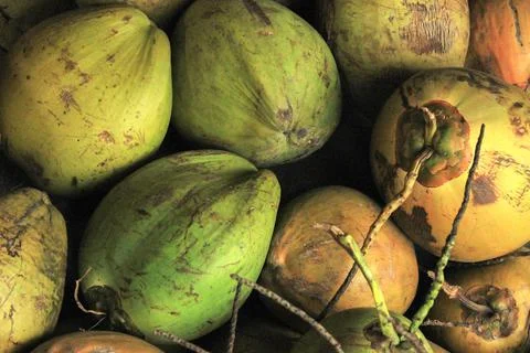 The pile of tropical coconuts Stock Photos