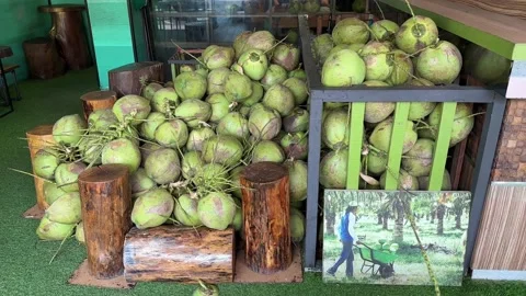 Pile of Tropical Fresh Young Coconuts Stock Footage 228166295