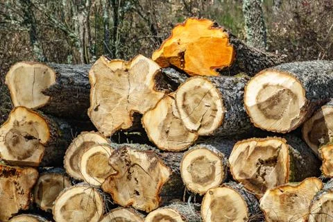 Pile of trunks Stock Photos