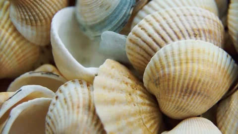 Pile of various sea shells rotating on a surface Video stock 333830901