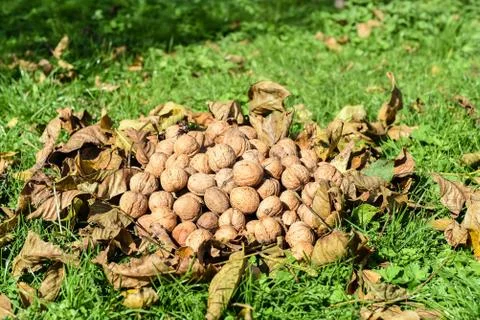 Pile of walnuts on the green and dry leaves, set Stock Photos