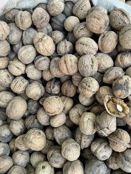 Pile of Walnuts in Shells Stock Photos
