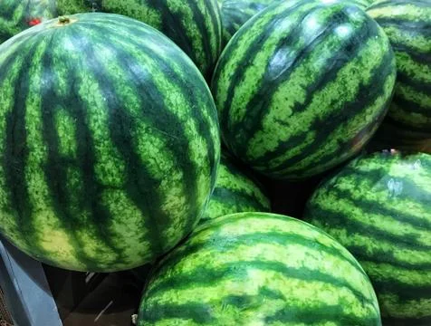 Pile of watermelons Stock Photos
