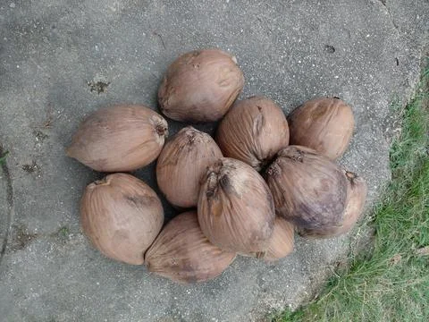 Pile of weathered brown coconuts on the concrete ground Stock Photos