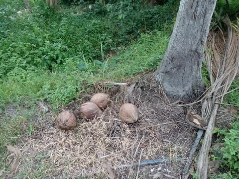 Pile of weathered brown coconuts on the ground near the tree Stock Photos