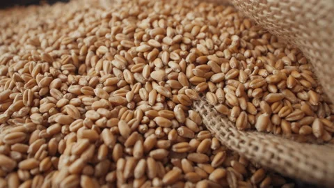 A pile of wheat grains in close-up Stock Footage 197469366