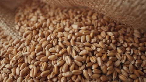 A pile of wheat grains close up Video stock 197638286