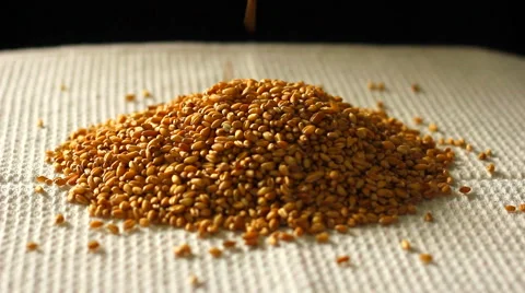 Pile of wheat seed Stock Footage 41887702