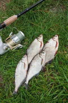 Pile of the white bream or silver fish and white-eye bream on the natural bac Stock Photos