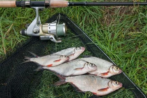 Pile of the white bream or silver fish and white-eye bream on the natural bac Stock Photos