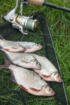 Pile of the white bream or silver fish and white-eye bream on the natural bac Stock Photos