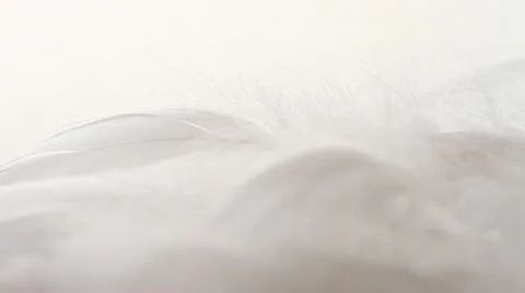 Pile of white feathers, macro, white backdrop, tilt down, rack focus. HD 1080p Stock Footage 21439919