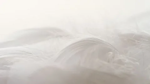 Pile of white feathers, white backdrop, macro. Slow tilt down, rack-focus. 1080p Stock Footage 21439798