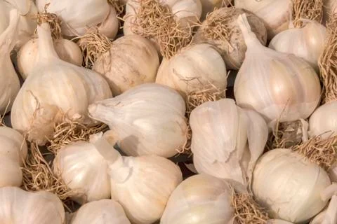Pile of white garlic Foto stock