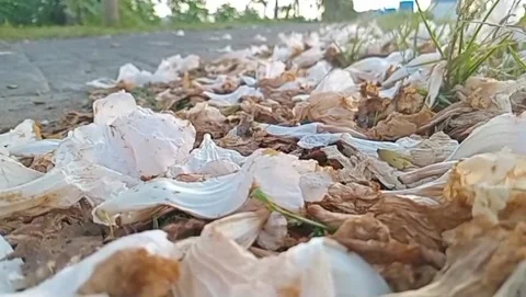 Pile of white leaves Stock Footage 316906801