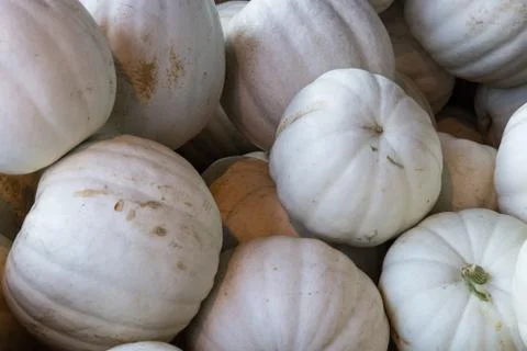 A Pile of White Pumpkins Stock Photos