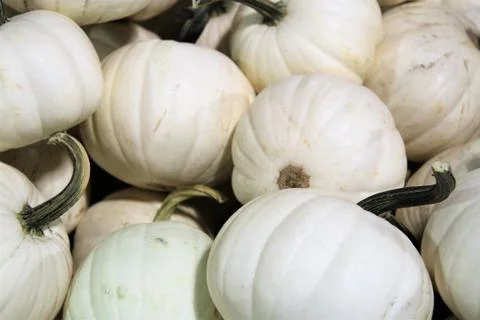 Pile of white pumpkins Stock Photos