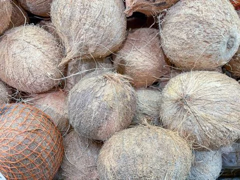 A pile of whole brown coconuts, with one wrapped in an orange mesh bag. Stock Photos