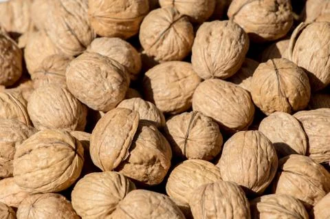Pile of whole walnuts  with hard nutshells Stock Photos