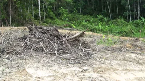 Pile of wood chips processing to be destroyed Vidéo 154646571