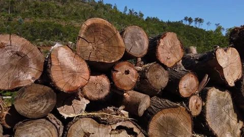 Pile of wood logs .Forest logging site. Stock Footage 132528209