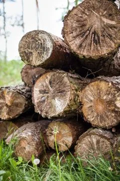 Pile of wood - texture, background. Stack of wood. Cut old trees on the grass Stock Photos