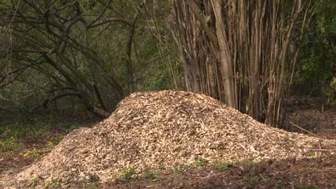 Pile of woodchips Stock Footage 172538312