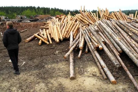 Pile of woods Stock Photos
