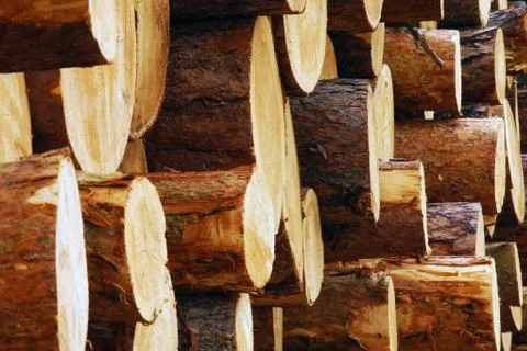 Pile of woods Stock Photos