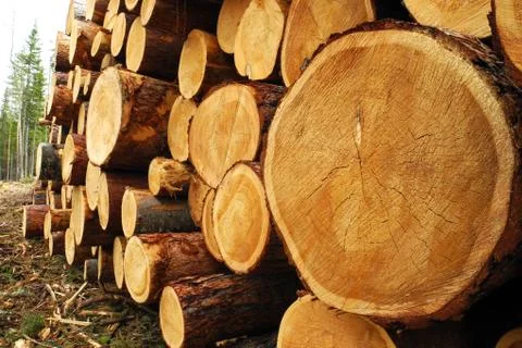 Pile of woods Stock Photos