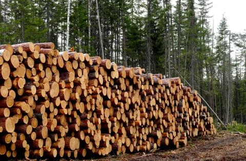 Pile of woods Stock Photos