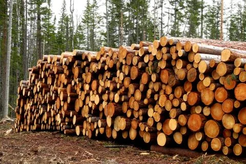 Pile of woods Stock Photos