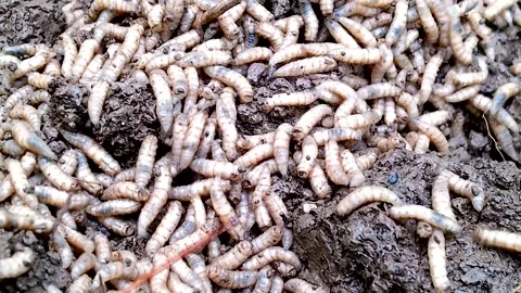 A pile of writhing maggots crawling in a garden , 4k Stock Footage 345990285