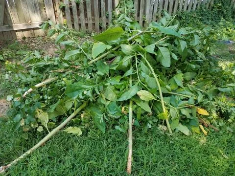 Pile of yard debris Stock Photos
