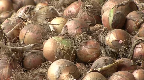 Pile of yellow onion 스톡 동영상 41130525