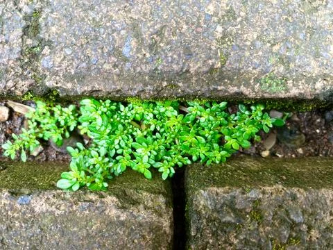Pilea microphylla growing between the rocks Foto stock