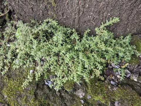 Pilea microphylla Stock Photos