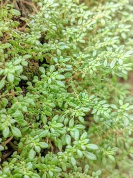 Pilea microphylla Photos