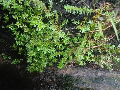 Pilea microphylla Foto stock