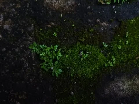 Pilea microphylla Stock Photos