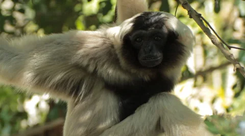 Pileated gibbon. Stock Footage 46078435